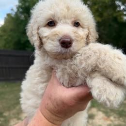 Lavender Collar - Cream female Goldendoodle puppy in Ringgold, Georgia from Sweet B’s Goldendoodles