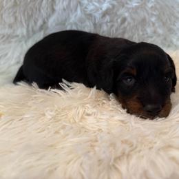 Boy 1 - Black and tan male Dachshund puppy in New Jersey from Bergamo’s  Dachshunds