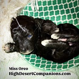 Aussiedoodle, Poodle, and Toy Australian Shepherd Puppies from High Desert Companions