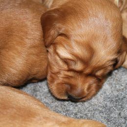 Golden Retriever Puppies from Ponderay Golden’s