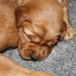 Golden Retriever Puppies from Ponderay Golden’s