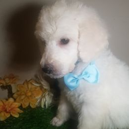 Poodle Puppies from Standard Hearts
