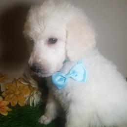 Poodle Puppies from Standard Hearts