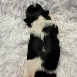 Duke - Black and white male Shih Tzu puppy in North Port, Florida from MarQue Shih Tzus