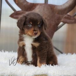 Triscuit - Red tri male Miniature Australian Shepherd puppy in Olivehurst, California from McDaniel Aussies