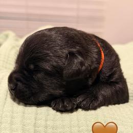 Orange Collar - Black male Labrador Retriever puppy in Port Saint Lucie, Florida from Fleeher Labradors
