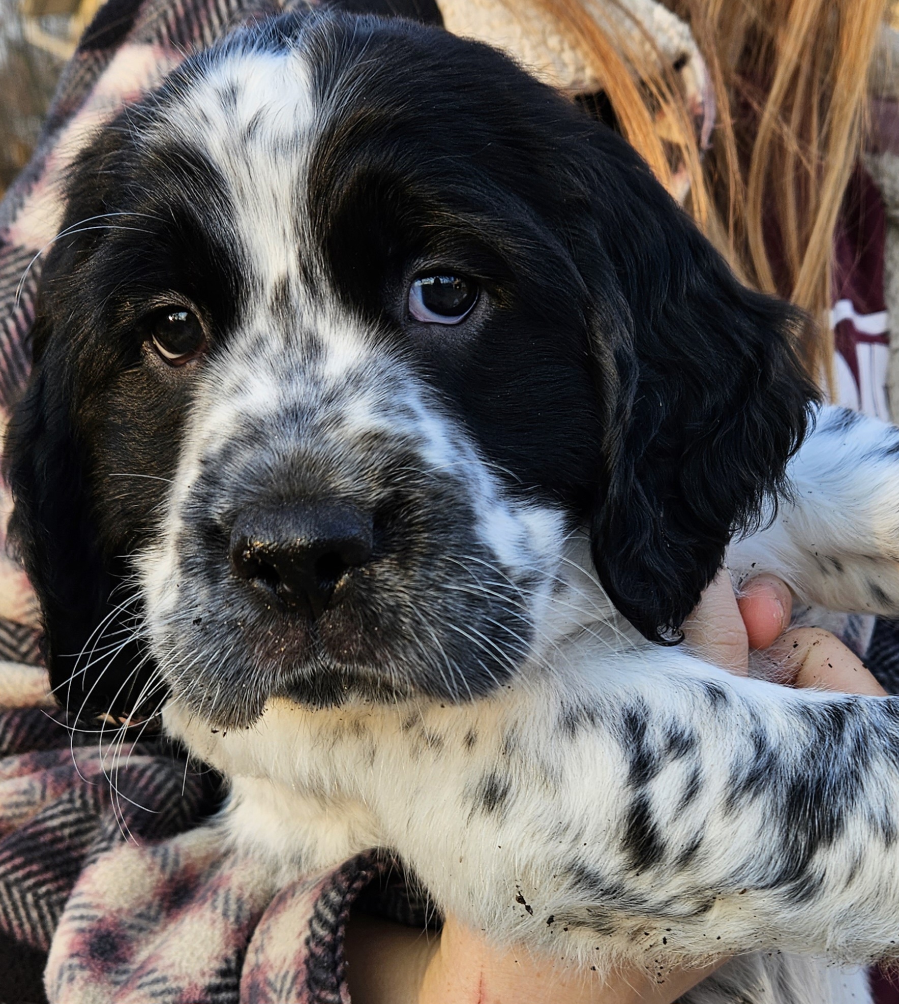 English Springer Spaniel Puppies from Homegrown Springers
