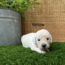 Yello - Light golden male Golden Retriever puppy in Silverton, Oregon from Silver Morning Farm