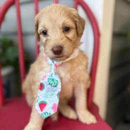 Curly - Cream male Goldendoodle puppy in Camden, North Carolina from Oopsie Doodles of NC