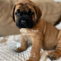 Girl 5 - Mastiff puppy in Kanosh, Utah from King’s Peak Kennels