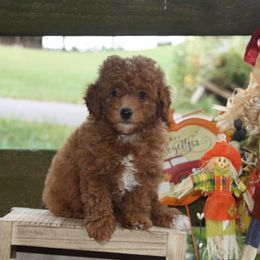 Australian Shepherd, Goldendoodle, and Poodle Puppies from 5AFarms