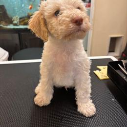 Tito Schipa della Fino - White male Lagotto Romagnolo puppy in Santa Fe, New Mexico from Fino Lagotto