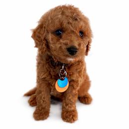 Snoopy (Blue Boy) - Red  male Goldendoodle puppy in Hot Springs, Arkansas from Hot Springs Kennels