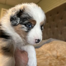 Australian Shepherd Puppies from Bombshell Australian Shepherds