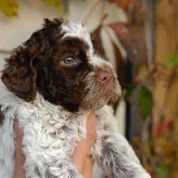 Girl 3 - Brown female Lagotto Romagnolo puppy in Arkansas from Skyfall and Morena