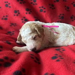 Sparkle - Parti female Poodle puppy in New Britain, Connecticut from Poodles of New England