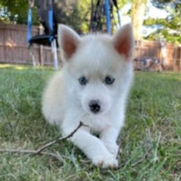 Pomskies from Krystal's Pomskies