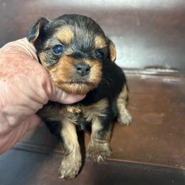Bitty - Black and tan female Yorkshire Terrier puppy in Kingston, Oklahoma from Lake Life