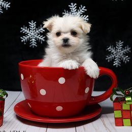 McLaren - White male Mi-Ki puppy in Elizabeth, Colorado from Royal T Mi-Kis