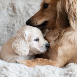 Dachshund Puppies from CTX Doxies