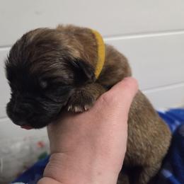 Yellow Collar Boy - Sable male German Shepherd puppy in Dallas, Pennsylvania from Mountainside German Shepherds