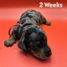 Ash - Dapple male Dachshund puppy in Salem, Oregon from Wonder Weenies