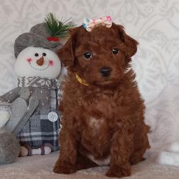 German Shepherds and Poodles from Olde Heritage K-9