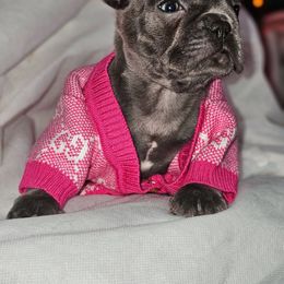 Violet - Blue female French Bulldog puppy in Maplewood, New Jersey from Poos&Bulls Keepsake