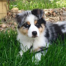 Australian Shepherd Puppies from Highline