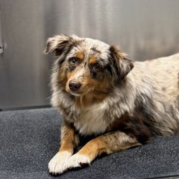 Pearl - Australian Shepherd