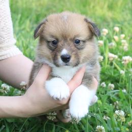 🌧️ Drizzle 🌧️ - Sable female Pembroke Welsh Corgi puppy in Fayetteville, Arkansas from Intergalactic Corgis