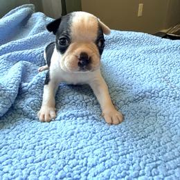 Dolly - Black and white female Boston Terrier puppy in Kentucky from Graceful Paws
