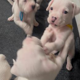 Girl 1 - yellow - White female Boxer puppy in Nashville, Tennessee from Best Friends over 20+ years experience
