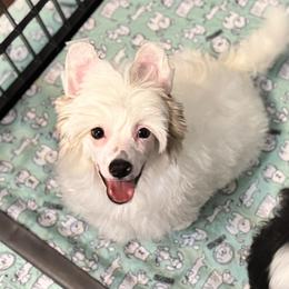 Seal - White male Chinese Crested puppy in New Smyrna Beach, Florida from FronkLinn Kennel