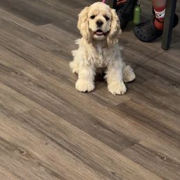 Tabby - Cocker Spaniel