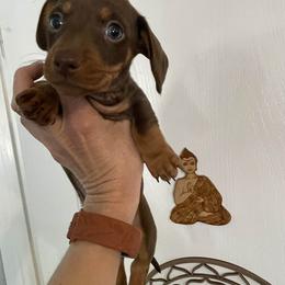 Dachshund Puppies from Adorable Doxxies