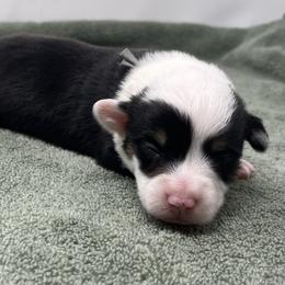 Banks - Black and tan male Pembroke Welsh Corgi puppy in Waco, Texas from The Comma Corgis