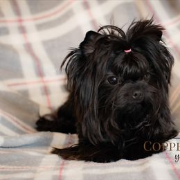 Polly - Yorkshire Terrier