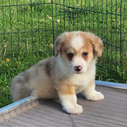 George - Red merle and white male American Corgi puppy in Dunbar, Nebraska from Vintage Corgis