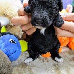 Poodle Puppies from Ramzees Poodles