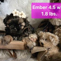 Ember - Red female Shih Tzu puppy in Center Point, Iowa from Puppies in a Box Shih tzus