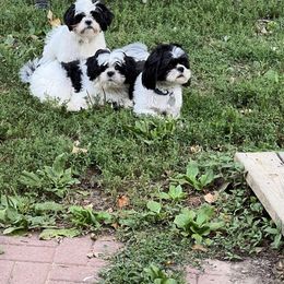 Goldendoodle and Shih Tzu Puppies from Shihtzuandoodlenc.LLC