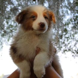 Miniature Australian Shepherd Puppies from Alexander Canines