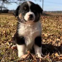 Macy - Red tri-color female Australian Shepherd puppy in Canton, Mississippi from Haven Farms Australian Shepherds