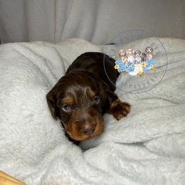 Olive - Chocolate and tan female Dachshund puppy in Cave City, Kentucky from Mammoth Cave Dachshunds