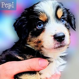 Pepi - Black tri male Miniature Australian Shepherd puppy in Punta Gorda, Florida from Christie's Creekside Aussies