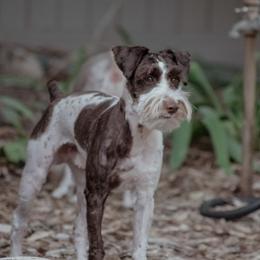 Dusty - Miniature Schnauzer