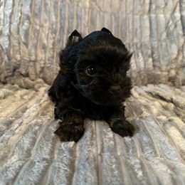 Angel - Black and tan female Yorkshire Terrier puppy in Pana, Illinois from Lucky Star Yorkies