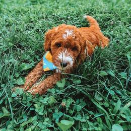 Strider - Red  male Goldendoodle puppy in Austin, Texas from Cedarcrest Goldendoodles