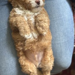 Poodle Puppies from ChiPoodles